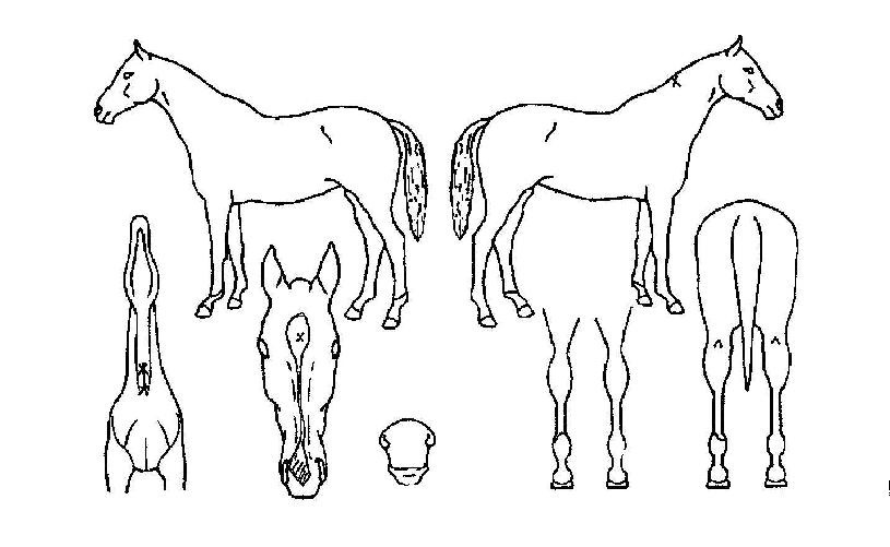 º¸¶óº¸¶óÀÇ Ãø¸é,¿ì¸é,µÞ¸é,µÎ»ó,´Ù¸®ÀÇ Æ¯Â¡µµÇØ