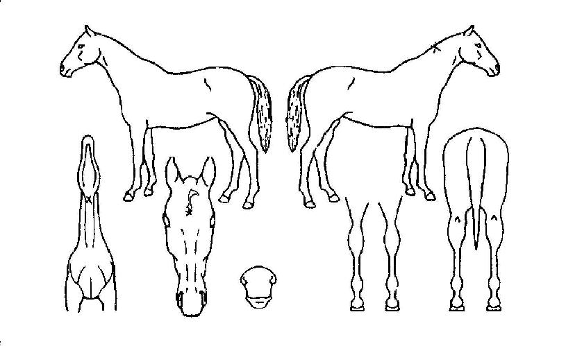 ������ ����,���,�޸�,�λ�,�ٸ��� Ư¡����