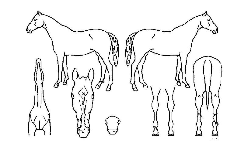 �޼�Ÿ�� ����,���,�޸�,�λ�,�ٸ��� Ư¡����