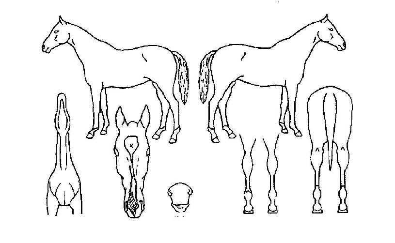 ų·ÎÅ侯ÀÇ Ãø¸é,¿ì¸é,µÞ¸é,µÎ»ó,´Ù¸®ÀÇ Æ¯Â¡µµÇØ