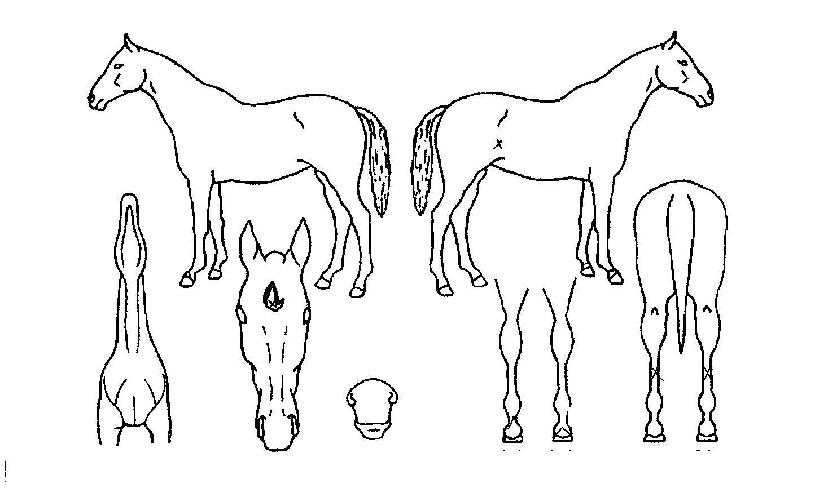 ¹«»çµµÀÇ Ãø¸é,¿ì¸é,µÞ¸é,µÎ»ó,´Ù¸®ÀÇ Æ¯Â¡µµÇØ