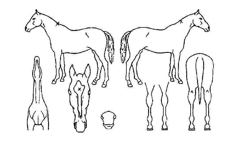 �����Ͼ������ ����,���,�޸�,�λ�,�ٸ��� Ư¡����