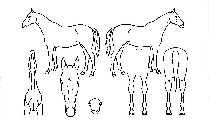 �뻧�� ����,���,�޸�,�λ�,�ٸ��� Ư¡����