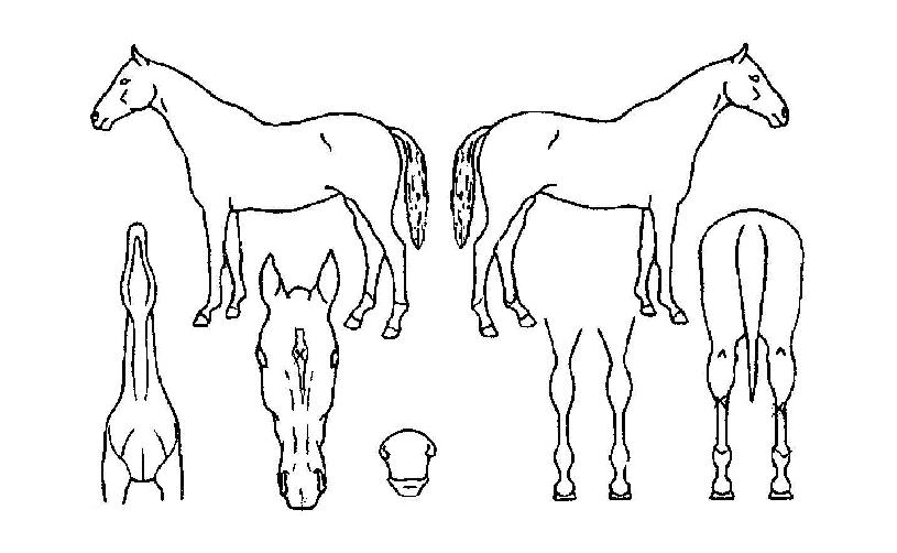 ���Ϸν�Ű�� ����,���,�޸�,�λ�,�ٸ��� Ư¡����