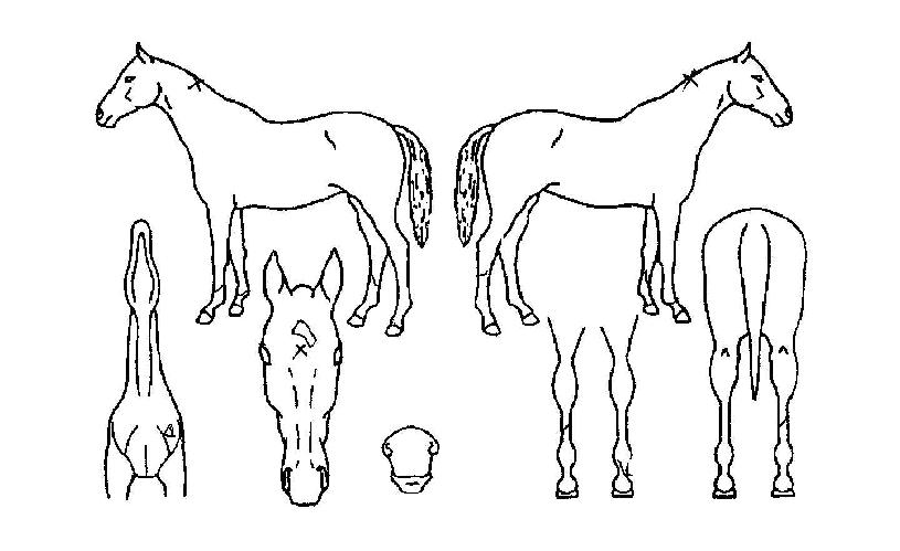 �ָ������� ����,���,�޸�,�λ�,�ٸ��� Ư¡����