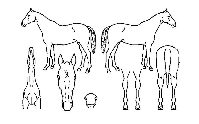 ½ºÇǵ己ÀÇ Ãø¸é,¿ì¸é,µÞ¸é,µÎ»ó,´Ù¸®ÀÇ Æ¯Â¡µµÇØ