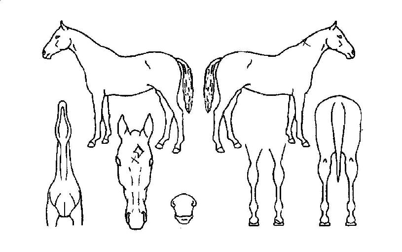 Èñ¸Á·ÎµåÀÇ Ãø¸é,¿ì¸é,µÞ¸é,µÎ»ó,´Ù¸®ÀÇ Æ¯Â¡µµÇØ