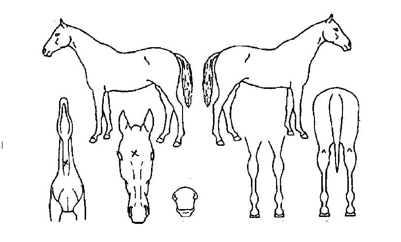 ���ȣũ�� ����,���,�޸�,�λ�,�ٸ��� Ư¡����