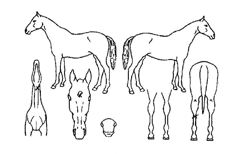 �븶���� ����,���,�޸�,�λ�,�ٸ��� Ư¡����