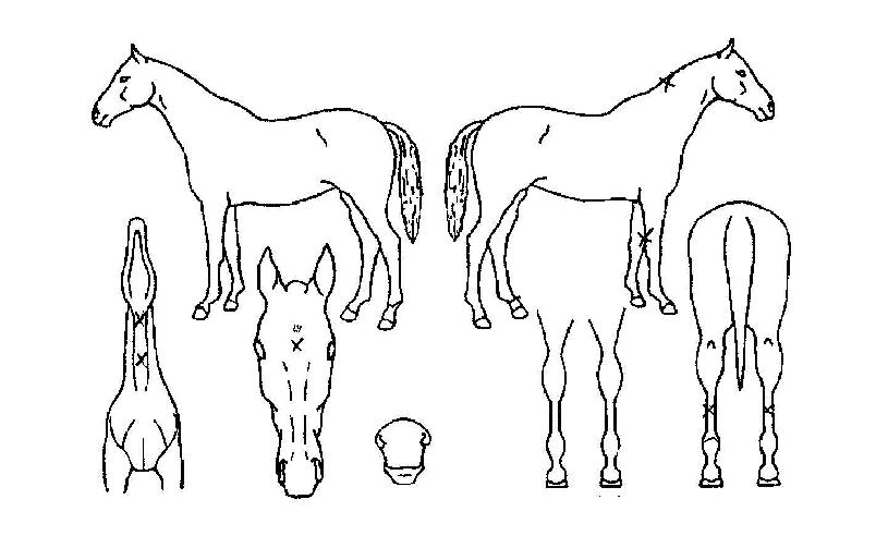 ��Ÿ�̰��� ����,���,�޸�,�λ�,�ٸ��� Ư¡����