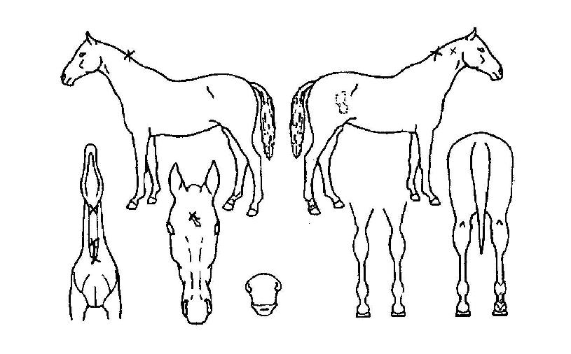 �����︲�� ����,���,�޸�,�λ�,�ٸ��� Ư¡����