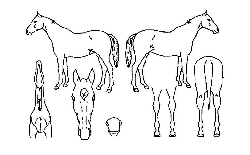 ������ ����,���,�޸�,�λ�,�ٸ��� Ư¡����