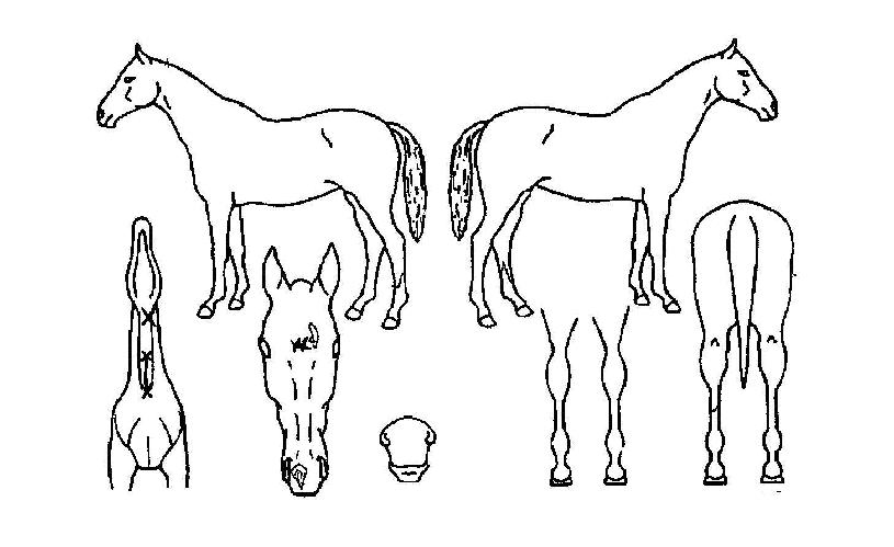 ¿ëÇØÀÇ Ãø¸é,¿ì¸é,µÞ¸é,µÎ»ó,´Ù¸®ÀÇ Æ¯Â¡µµÇØ