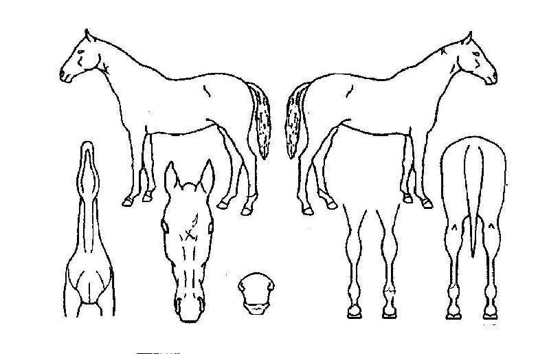 °ñµåµå·¡°ïÀÇ Ãø¸é,¿ì¸é,µÞ¸é,µÎ»ó,´Ù¸®ÀÇ Æ¯Â¡µµÇØ