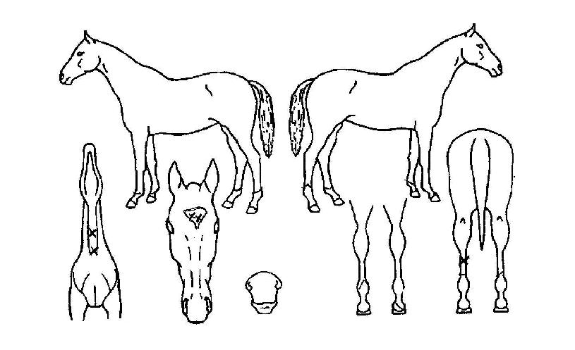 �������ڸ��� ����,���,�޸�,�λ�,�ٸ��� Ư¡����