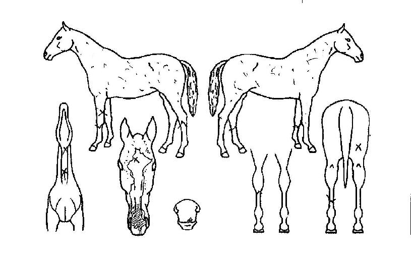 ������ ����,���,�޸�,�λ�,�ٸ��� Ư¡����