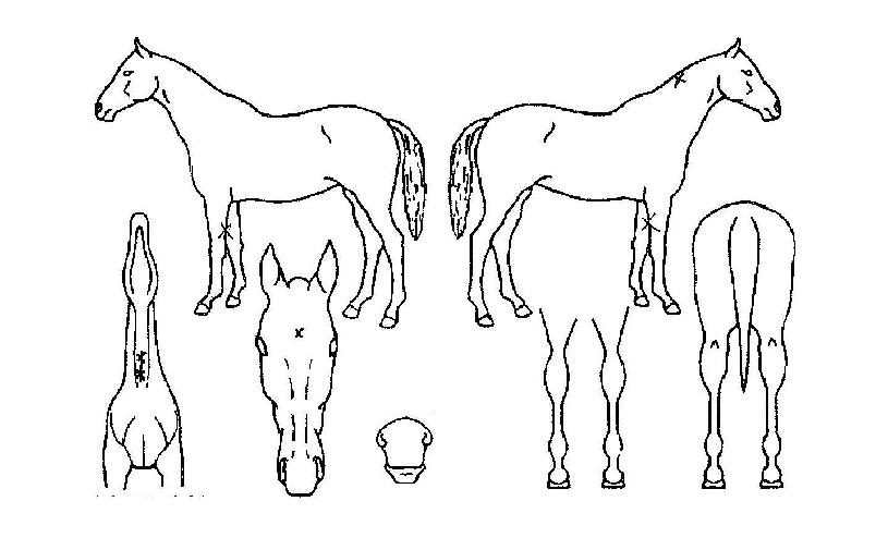 ±Â¾Ø±ÂÀÇ Ãø¸é,¿ì¸é,µÞ¸é,µÎ»ó,´Ù¸®ÀÇ Æ¯Â¡µµÇØ