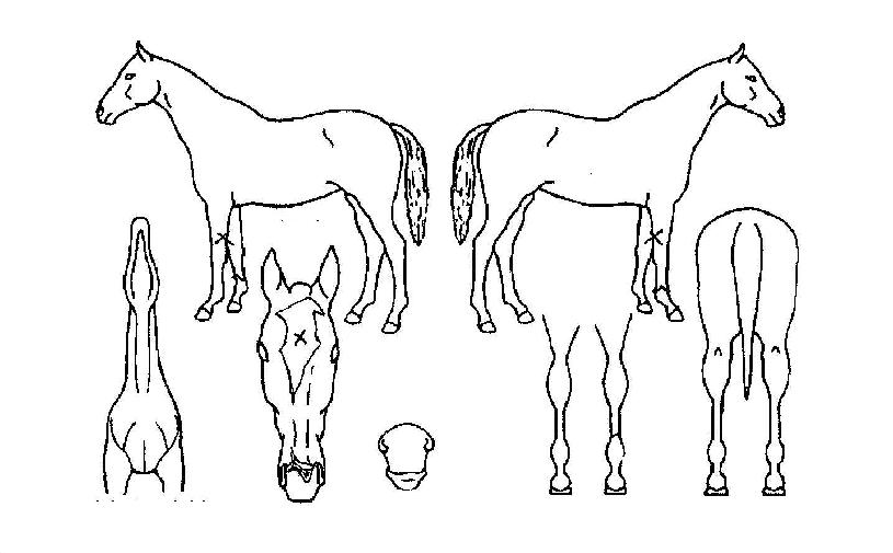 ÇàÁֻ꼺ÀÇ Ãø¸é,¿ì¸é,µÞ¸é,µÎ»ó,´Ù¸®ÀÇ Æ¯Â¡µµÇØ