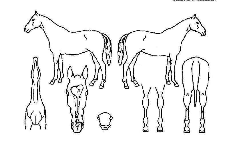 ½´ÆÛÇ÷ÎÀÕÀÇ Ãø¸é,¿ì¸é,µÞ¸é,µÎ»ó,´Ù¸®ÀÇ Æ¯Â¡µµÇØ