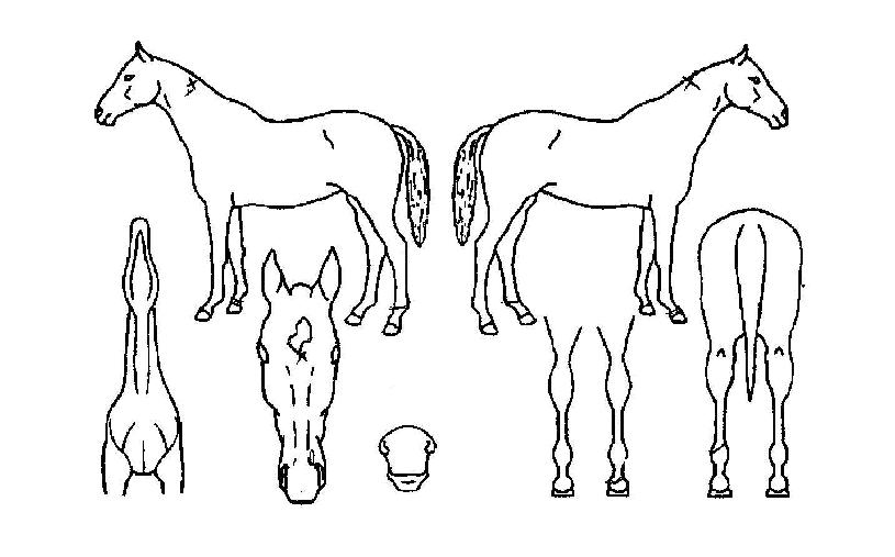 ¸¶ÇÏ¿øÀÇ Ãø¸é,¿ì¸é,µÞ¸é,µÎ»ó,´Ù¸®ÀÇ Æ¯Â¡µµÇØ