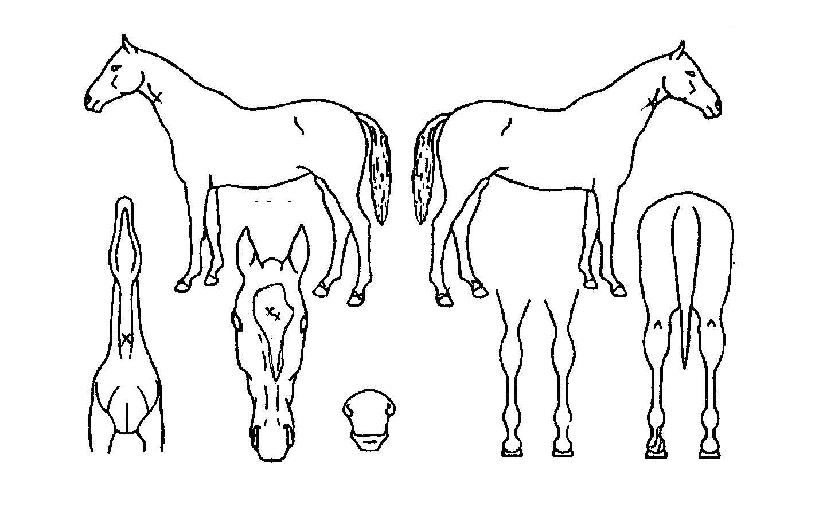 ½Ç¹öÄýÀÇ Ãø¸é,¿ì¸é,µÞ¸é,µÎ»ó,´Ù¸®ÀÇ Æ¯Â¡µµÇØ