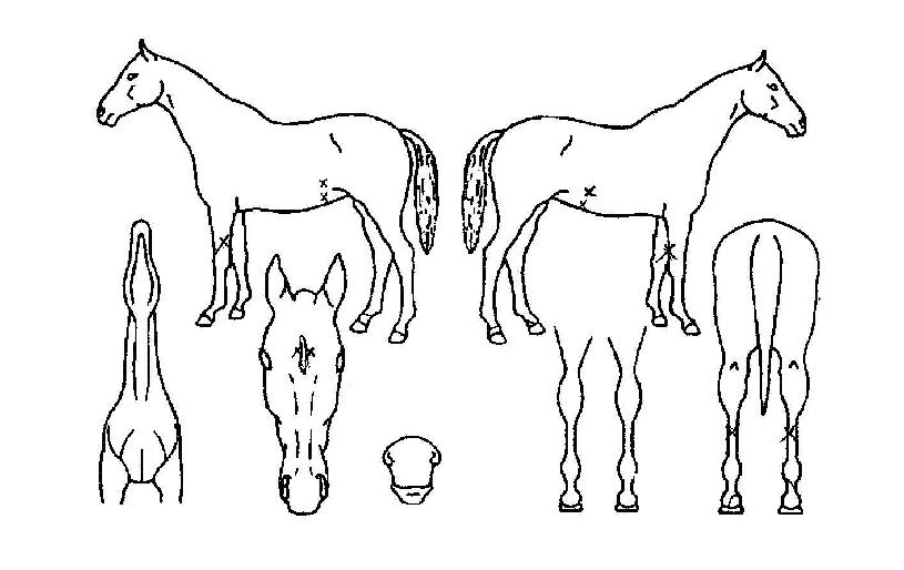 ¼±½ÃÄ¿ÀÇ Ãø¸é,¿ì¸é,µÞ¸é,µÎ»ó,´Ù¸®ÀÇ Æ¯Â¡µµÇØ