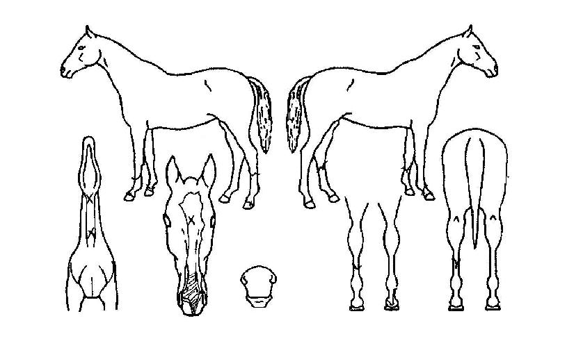 ¾ßÈĺñ¿Ã¶óÀÇ Ãø¸é,¿ì¸é,µÞ¸é,µÎ»ó,´Ù¸®ÀÇ Æ¯Â¡µµÇØ