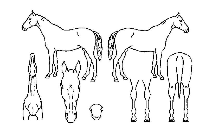 ������� ����,���,�޸�,�λ�,�ٸ��� Ư¡����