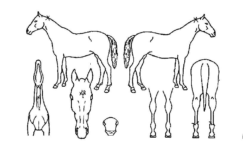 ³ëºí¸®Ä¡ÀÇ Ãø¸é,¿ì¸é,µÞ¸é,µÎ»ó,´Ù¸®ÀÇ Æ¯Â¡µµÇØ