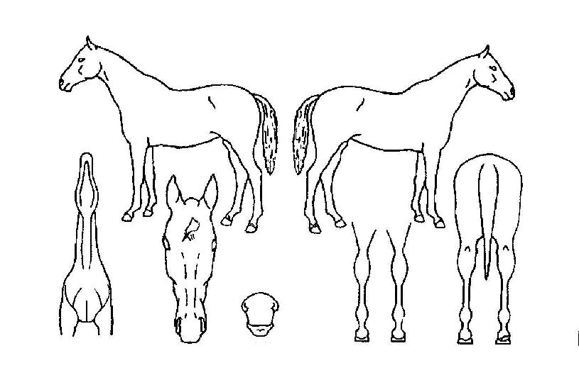 ���������̵��ڸ��� ����,���,�޸�,�λ�,�ٸ��� Ư¡����