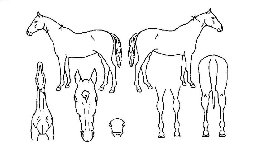 ¸Æ½ºÁ¦ÀÌÀÇ Ãø¸é,¿ì¸é,µÞ¸é,µÎ»ó,´Ù¸®ÀÇ Æ¯Â¡µµÇØ