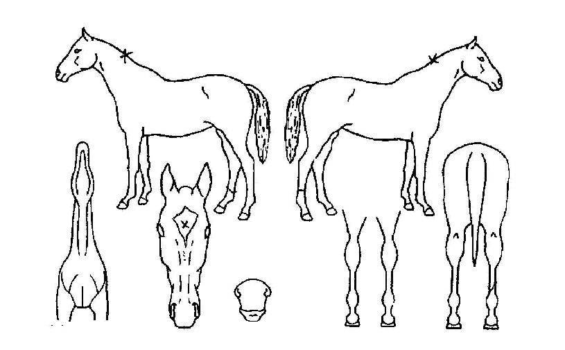 ¹ø°³ºÒÀÚ¸¶ÀÇ Ãø¸é,¿ì¸é,µÞ¸é,µÎ»ó,´Ù¸®ÀÇ Æ¯Â¡µµÇØ