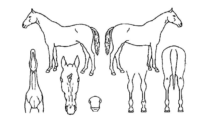 ¶óÀ̾ðÆÝÄ¡ÀÇ Ãø¸é,¿ì¸é,µÞ¸é,µÎ»ó,´Ù¸®ÀÇ Æ¯Â¡µµÇØ