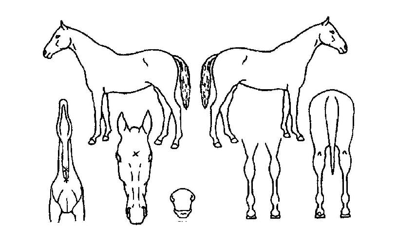 ±Â·°Å°ÀÇ Ãø¸é,¿ì¸é,µÞ¸é,µÎ»ó,´Ù¸®ÀÇ Æ¯Â¡µµÇØ