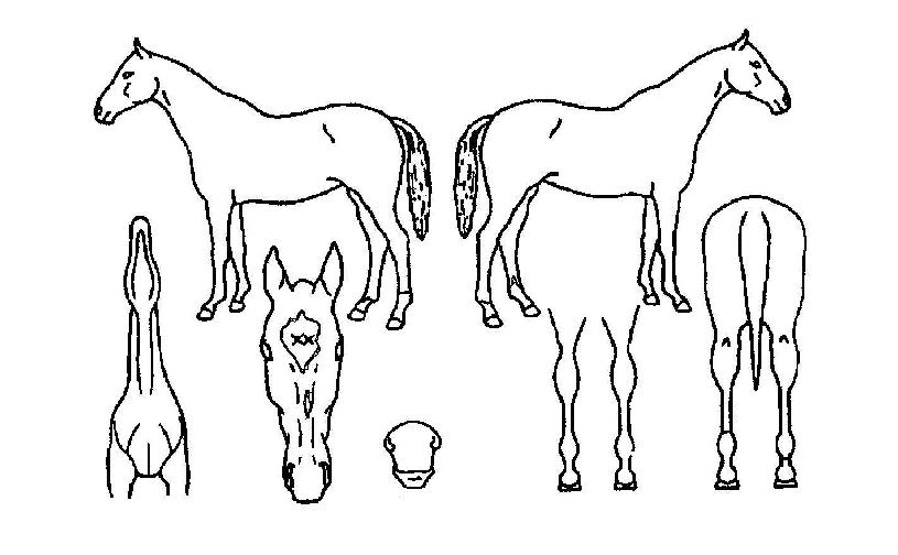 �����è�Ǿ��� ����,���,�޸�,�λ�,�ٸ��� Ư¡����