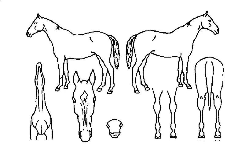 ±â»Û³¯ÀÇ Ãø¸é,¿ì¸é,µÞ¸é,µÎ»ó,´Ù¸®ÀÇ Æ¯Â¡µµÇØ