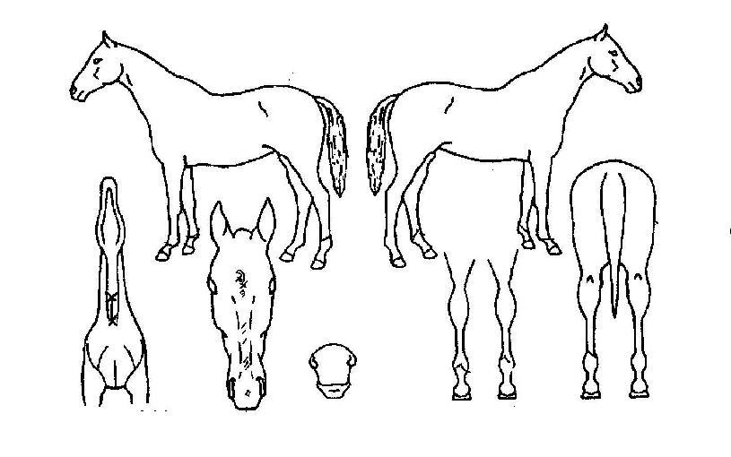 ���ż��� ����,���,�޸�,�λ�,�ٸ��� Ư¡����