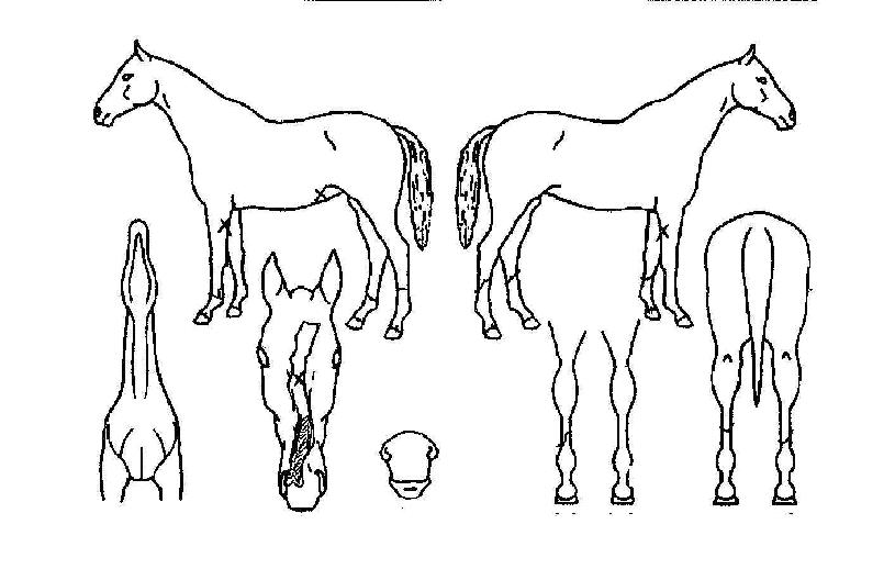 ÇѾçÀ»°¡ÀÚÀÇ Ãø¸é,¿ì¸é,µÞ¸é,µÎ»ó,´Ù¸®ÀÇ Æ¯Â¡µµÇØ