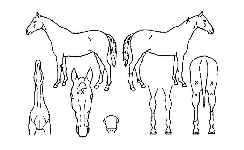 �����ְ��� ����,���,�޸�,�λ�,�ٸ��� Ư¡����