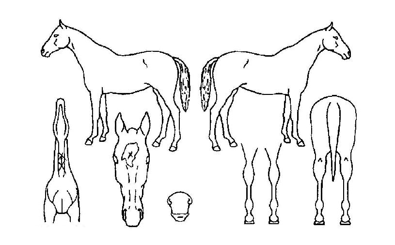 ¼¼µµ³ª¸®¹öÀÚ¸¶ÀÇ Ãø¸é,¿ì¸é,µÞ¸é,µÎ»ó,´Ù¸®ÀÇ Æ¯Â¡µµÇØ