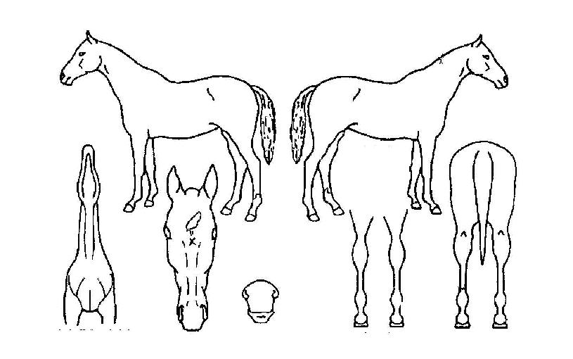 ���������� ����,���,�޸�,�λ�,�ٸ��� Ư¡����