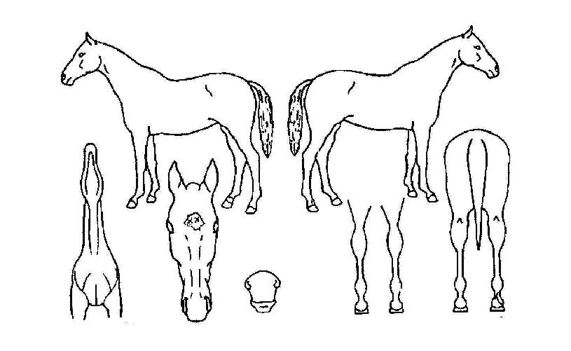 ���������� ����,���,�޸�,�λ�,�ٸ��� Ư¡����