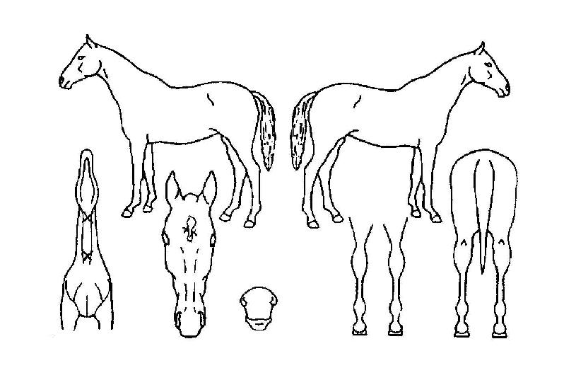 Ŭ���̰��� ����,���,�޸�,�λ�,�ٸ��� Ư¡����