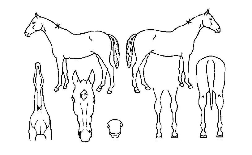 ���̳������� ����,���,�޸�,�λ�,�ٸ��� Ư¡����