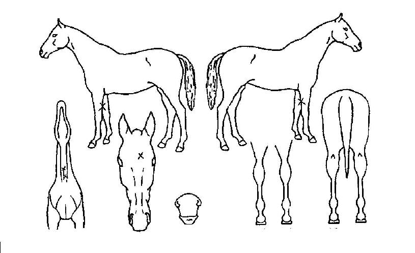 ·Î¿ÆÄÀÌÅÍÀÇ Ãø¸é,¿ì¸é,µÞ¸é,µÎ»ó,´Ù¸®ÀÇ Æ¯Â¡µµÇØ