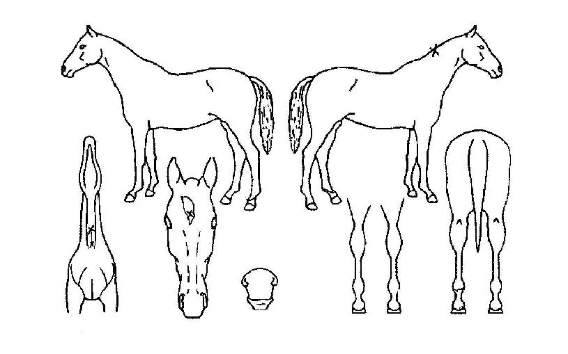 �������� ����,���,�޸�,�λ�,�ٸ��� Ư¡����