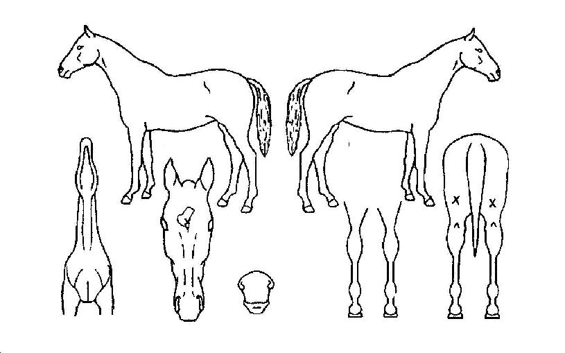 ���־�ŷ�� ����,���,�޸�,�λ�,�ٸ��� Ư¡����