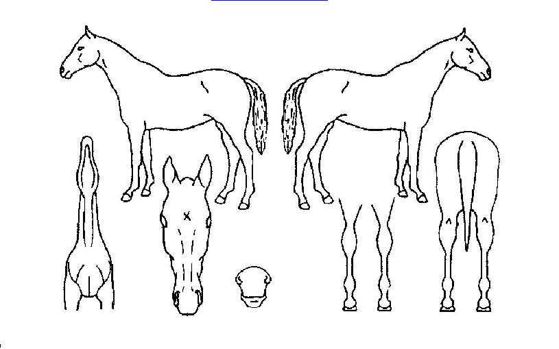 �ٶ��ǿ�ȥ�� ����,���,�޸�,�λ�,�ٸ��� Ư¡����