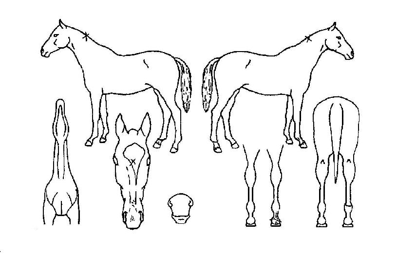 ±æ¼ÕÀÇ Ãø¸é,¿ì¸é,µÞ¸é,µÎ»ó,´Ù¸®ÀÇ Æ¯Â¡µµÇØ