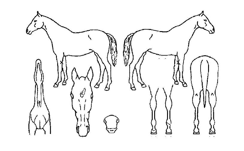 �����÷����� ����,���,�޸�,�λ�,�ٸ��� Ư¡����